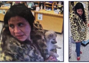 $2,499 Puppy Vanishes from Pet Ranch as Pet Theft Trend Continues in Colorado